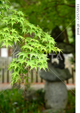 橘寺境内の初夏の楓 22572031