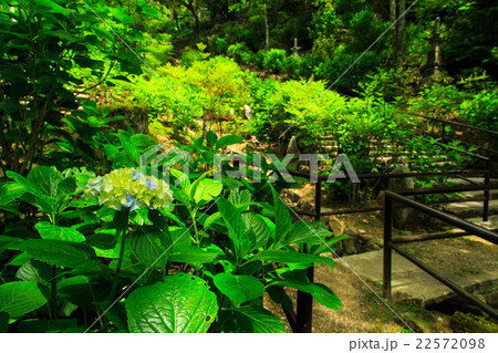 新緑の長谷寺 22572098