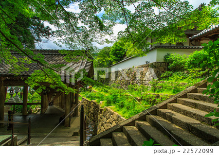 新緑の長谷寺 新緑の長谷寺 22572099