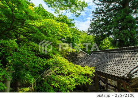 新緑の長谷寺 22572100