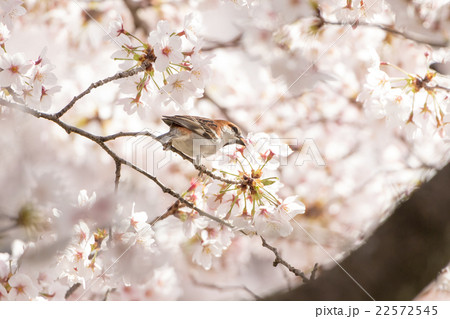 ニュウナイスズメの雄 22572545