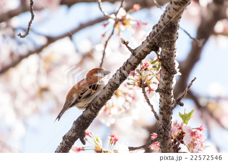 ニュウナイスズメ 22572546