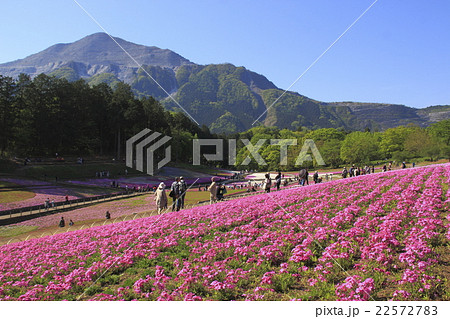 早朝の羊山公園芝桜の丘と武甲山（埼玉県秩父市） 22572783