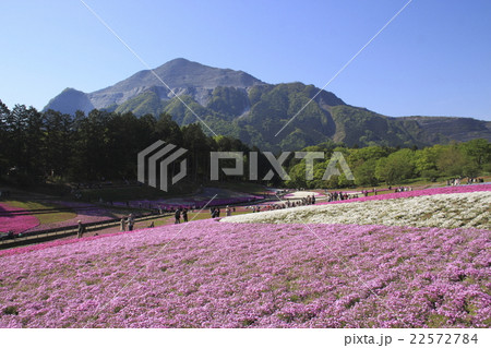 早朝の羊山公園芝桜と武甲山 早朝の羊山公園芝桜と武甲山 22572784