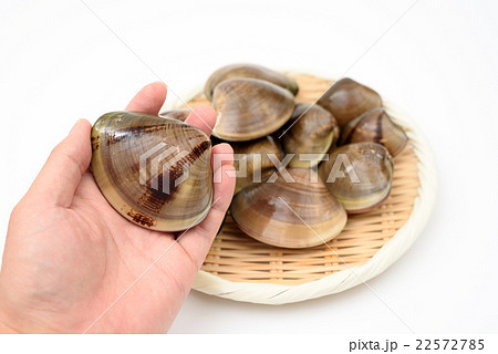 ざるの上の大きなはまぐりを持って 22572785