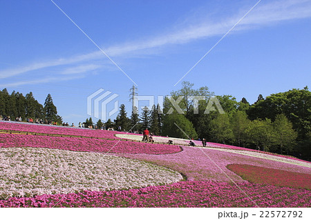 早朝の羊山公園芝桜の丘にて（埼玉県秩父市） 22572792