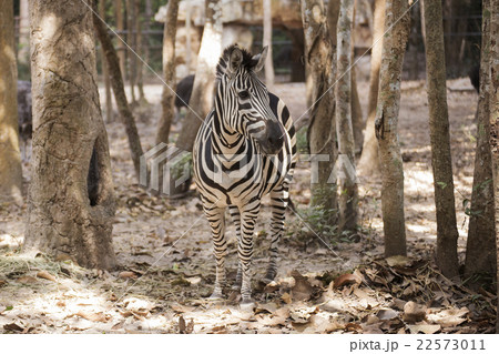 Zebra standing on the forest 22573011