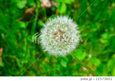 seeds of a dandelion and  green grass 22573601
