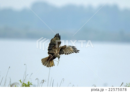 チューヒ 22575078