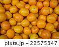 たくさんのミカン 22575347
