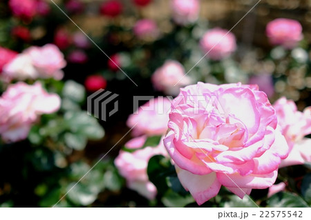 大輪の薔薇（プリンセス・ドゥ・モナコ） 22575542