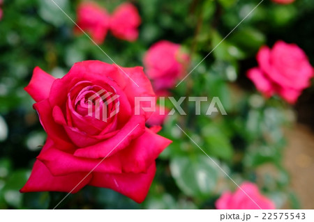 大輪の薔薇(レッドデビル) 大輪の薔薇(レッドデビル) 22575543