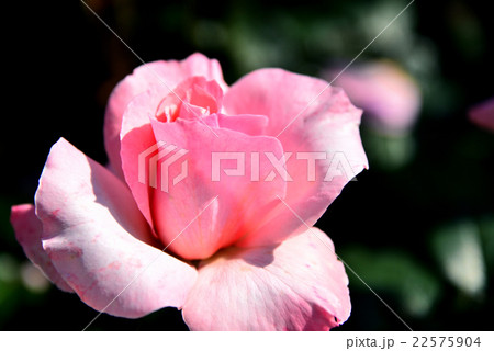 一輪の薔薇 一輪の薔薇 22575904