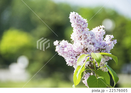ライラック 22576005