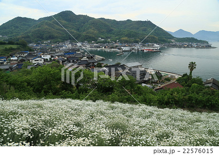 因島 除虫菊 因島 除虫菊 22576015