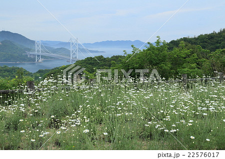 因島 除虫菊 因島 除虫菊 22576017
