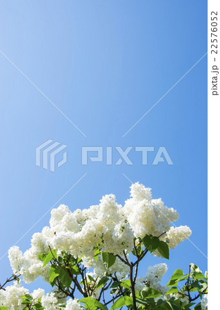 ライラック ライラック 22576052