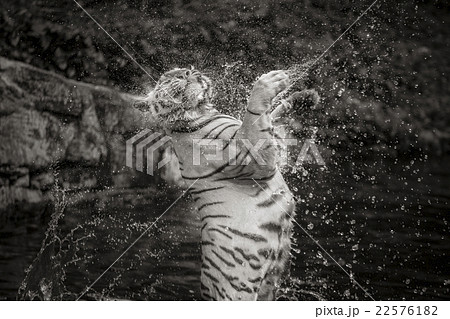 White Tiger 22576182