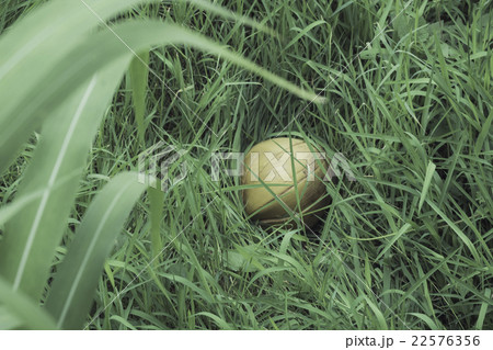 Bali Nature 22576356