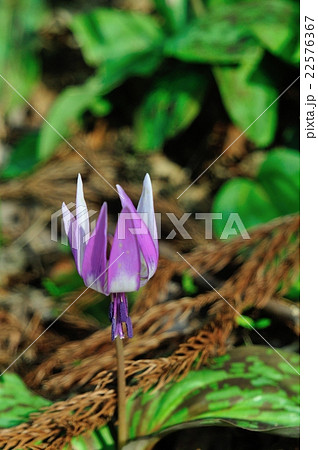 カタクリ 22576367