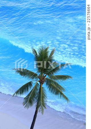 ハワイ　ヤシの木　青い海 22576664