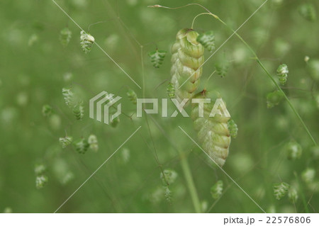 自然　植物　ヒメコバンソウとコバンソウ、同じ仲間ですが大きさも形もずいぶん違います 22576806