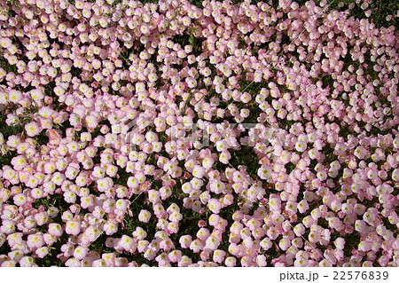 モモイロヒルザキツキミソウの花絨毯の写真素材