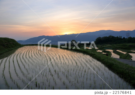 朝焼けの田植えの水田 朝焼けの田植えの水田 22576841