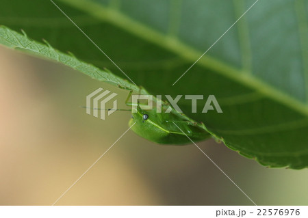 生き物　昆虫　ツヤアオカメムシ、きれいなカメムシですがいろいろな果物をダメにする嫌われ者です 22576976