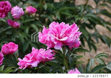 芍薬　夕映え 22576977