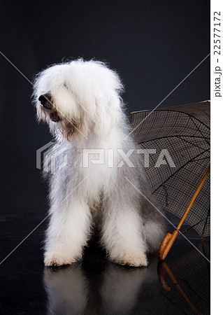 Fluffi Dog And Umbrella Fluffi Dog And Umbrella 22577172
