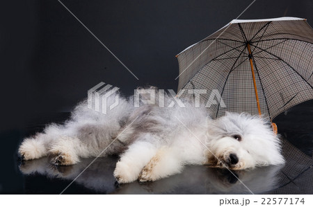 Fluffi Dog And Umbrella Fluffi Dog And Umbrella 22577174