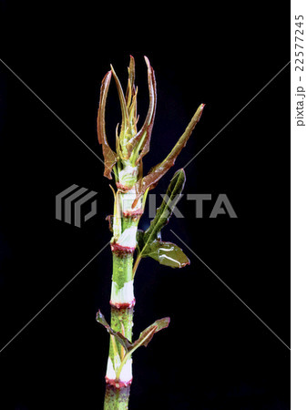 いたどり 22577245