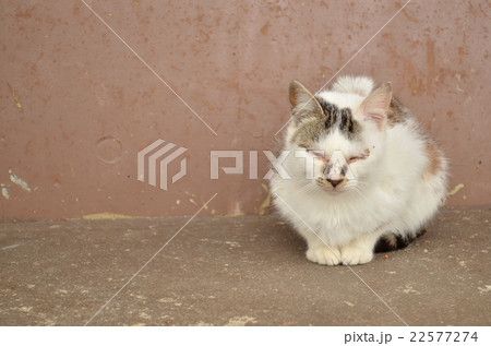 猫のうたた寝 22577274