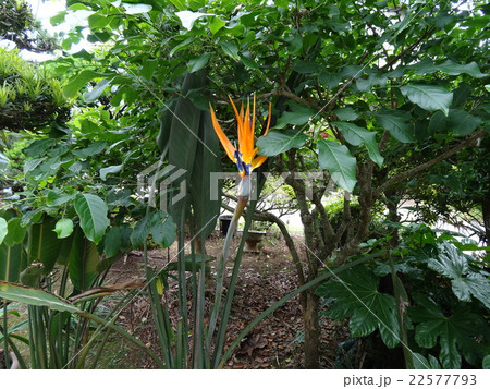 ストレリチア（極楽鳥花） 22577793