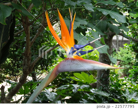 ストレリチア（極楽鳥花） 22577795