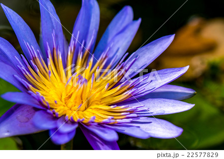 Purple Lotus Flower Close Up Purple Lotus Flower Close Up 22577829