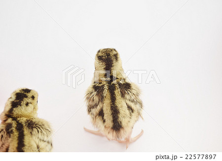 ヒヨコ ひよこ 雛 キジ 雉子 雉 国鳥 野鳥 鳥 鳥類 野生動物 ヒヨコ ひよこ 雛 キジ 雉子 雉 国鳥 野鳥 鳥 鳥類 野生動物 22577897