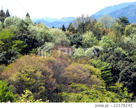 春　夜須高原の新緑 22578242