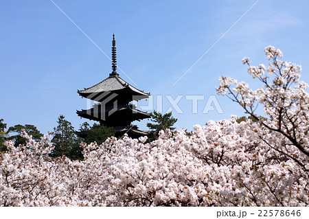 京都　御室仁和寺　五重塔（2016.4） 22578646