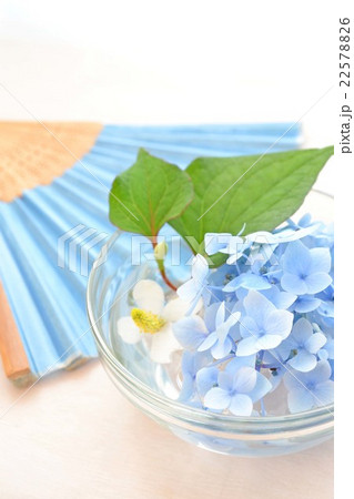 初夏イメージ 22578826
