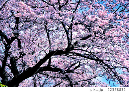 広島平和公園の桜 広島平和公園の桜 22578832