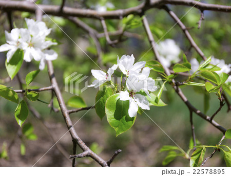 Beautiful flowering apple trees. 22578895