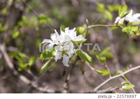 Beautiful flowering apple trees. 22578897