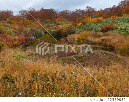 シラタマノキ湿原の紅葉 22579082