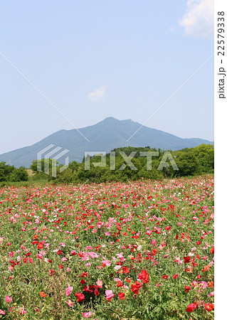 ポピーと筑波山 ポピーと筑波山 22579338