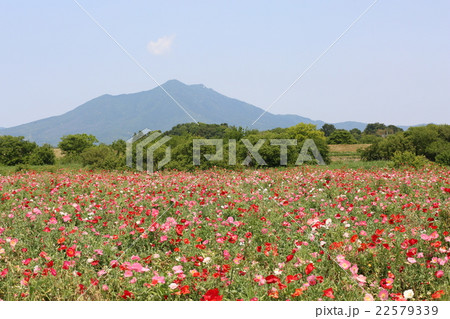 ポピーと筑波山 ポピーと筑波山 22579339