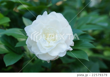 芍薬の白い花の写真素材