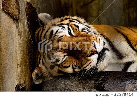 昼寝中のトラ 22579414