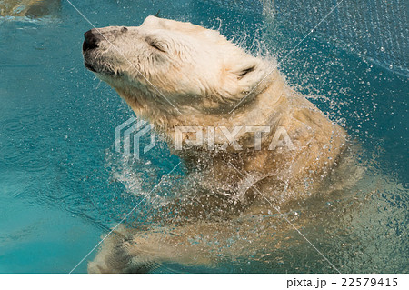 ホッキョクグマ 22579415